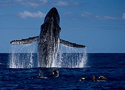 Euaiki Resort Whale Packages